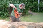 Before: The bark is carefully removed by our tree surgeon/carver