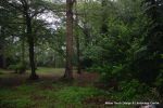 BEFORE: The grounds were overgrown with laurels, diseased trees and shrub it was very dark and gloomy  