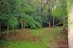 BEFORE: The grounds were overgrown with laurels, diseased trees and shrub it was very dark and gloomy  