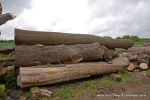 BEFORE: This mighty oak was felled from a country estate and was destined to be chipped for power station fuel 