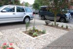 Scottish beach cobbles inset into mortar bed with planting pockets edging with sandstone setts 