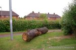 Before: The oak trunk is now in position and ready for carving.